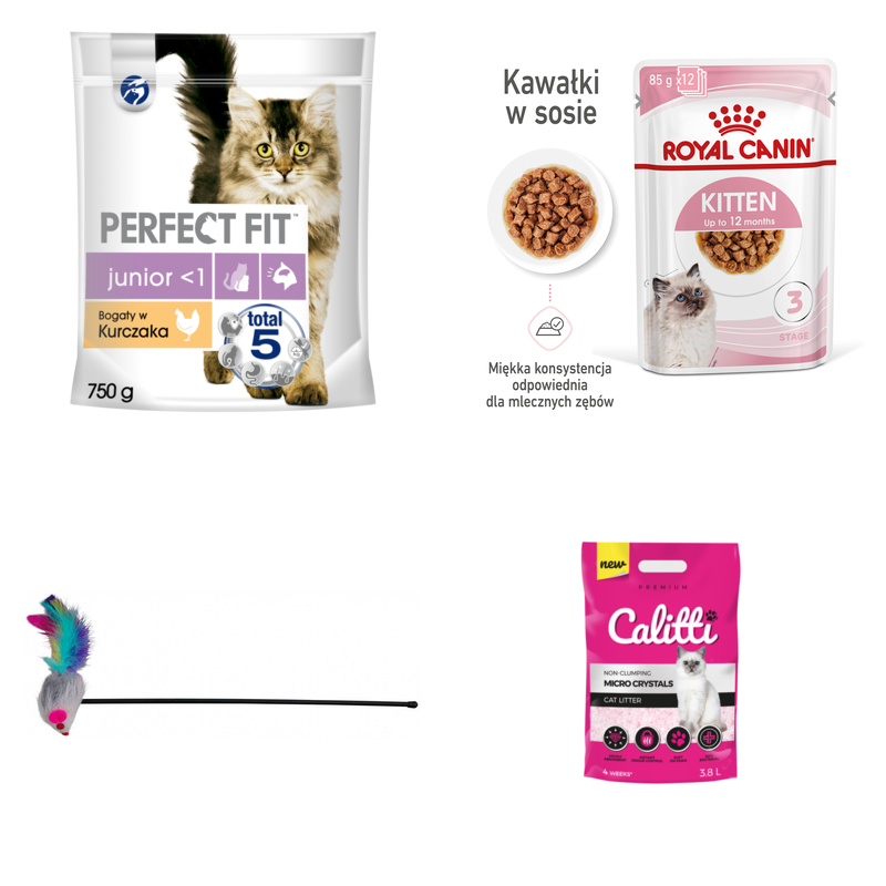 Kotek: Kocieta do 12 mies.