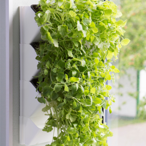 AQUAEL Versa Garden Herbs