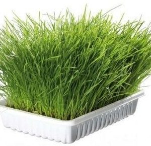 Trixie Trawa Dla Kota 100g