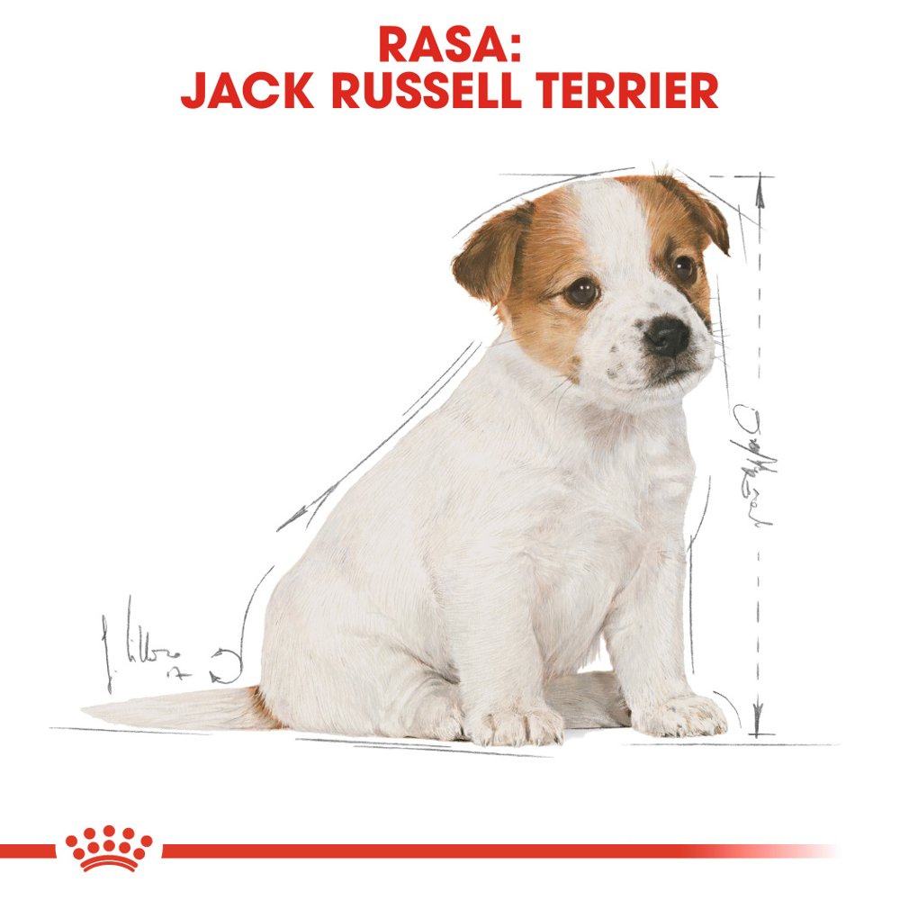 ROYAL CANIN Jack Russell Terrier Puppy 500g - obrazek 5