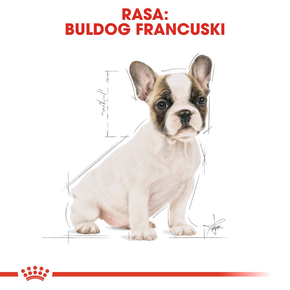 ROYAL CANIN French Bulldog Puppy 10kg - obrazek 5