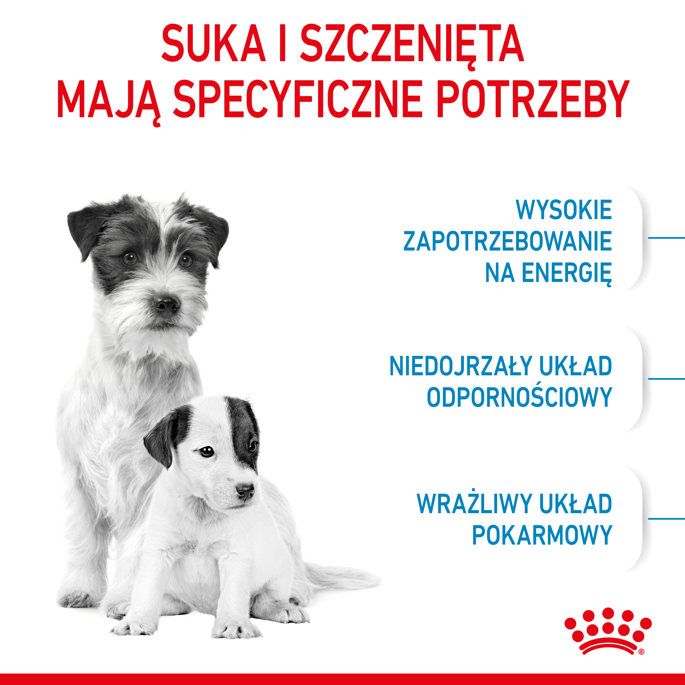 ROYAL CANIN Mini Starter 1kg - obrazek 4