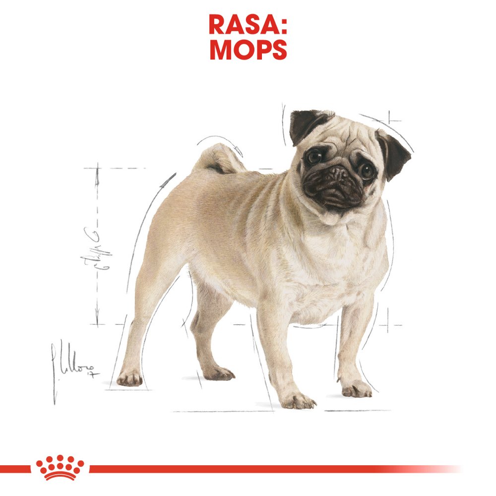 ROYAL CANIN Pug Adult 1,5kg - obrazek 3